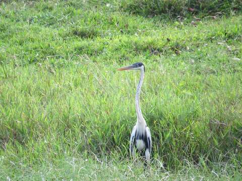 Image of Cocoi Heron