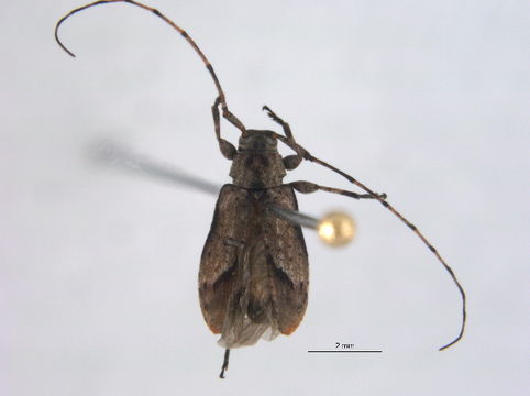 Image of Sternidius