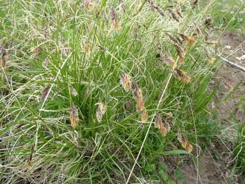 Image of rock-dwelling sedge