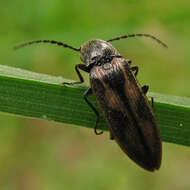 Image of <i>Liotrichus umbripennis</i>