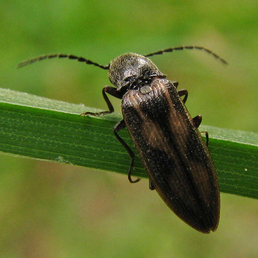 Imagem de <i>Liotrichus umbripennis</i>