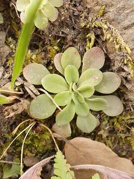 Sedum cepaea L.的圖片