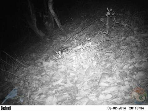 Image of Southern Spotted Skunk