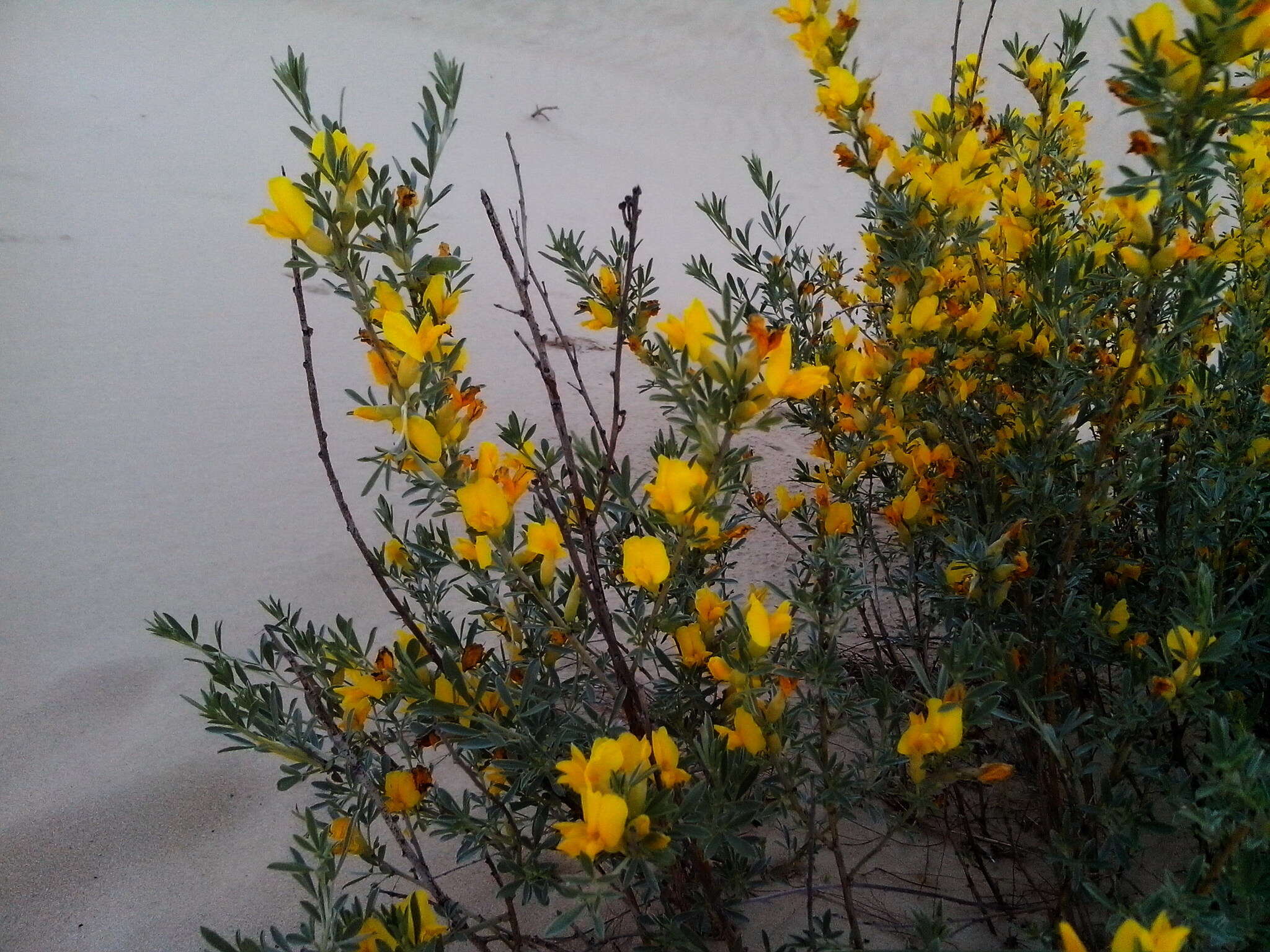 Image of Cytisus borysthenicus Gruner