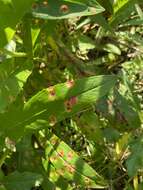 Image of Puccinia andropogonis Schwein. 1832