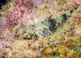 Image of Orangemouth lizardfish