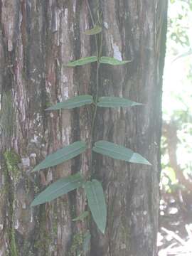 Слика од Parsonsia straminea (R. Br.) F. Müll.