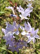 Image of Ixia rapunculoides Redouté