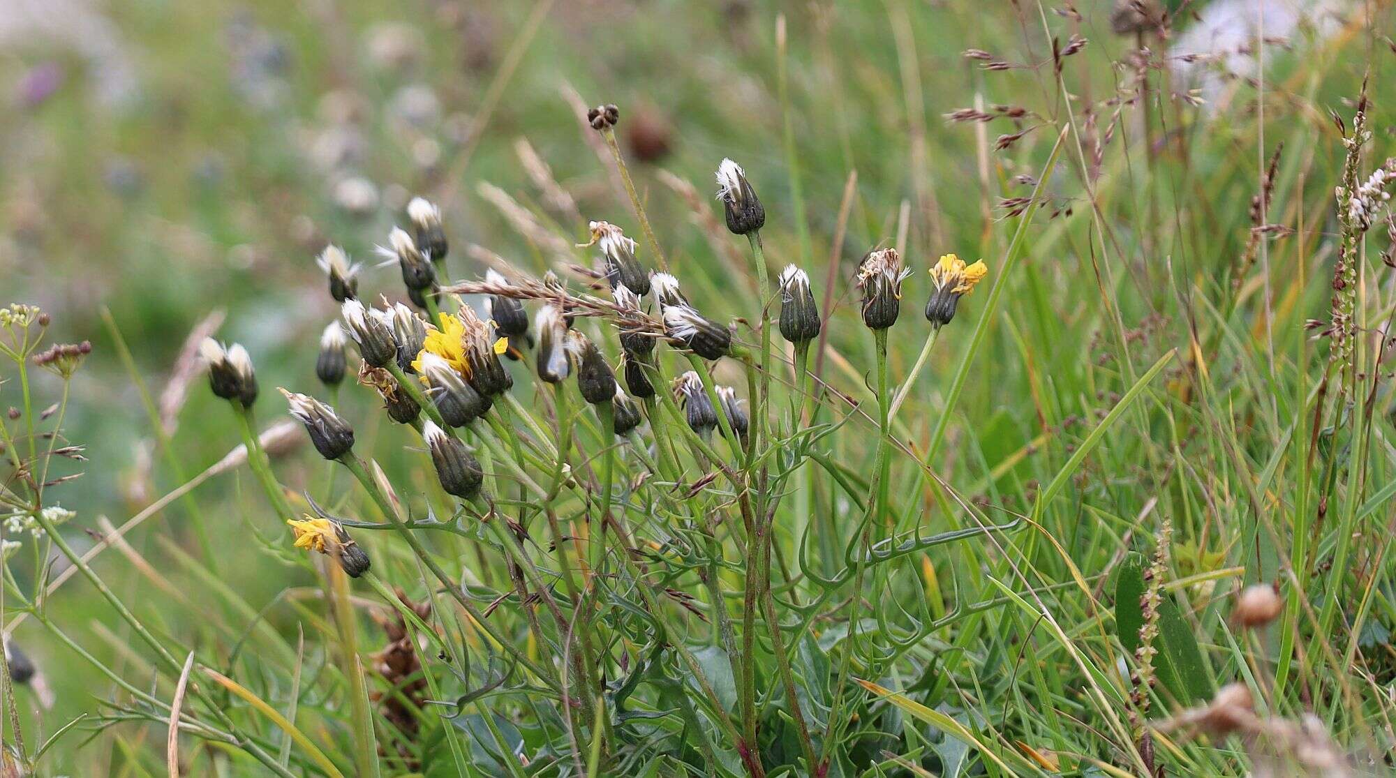 Image of Crepis jacquinii subsp. jacquinii