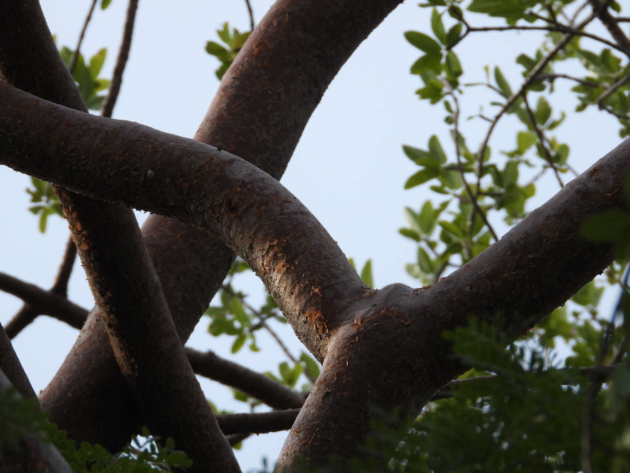 Plancia ëd Bursera crenata P. G. Wilson