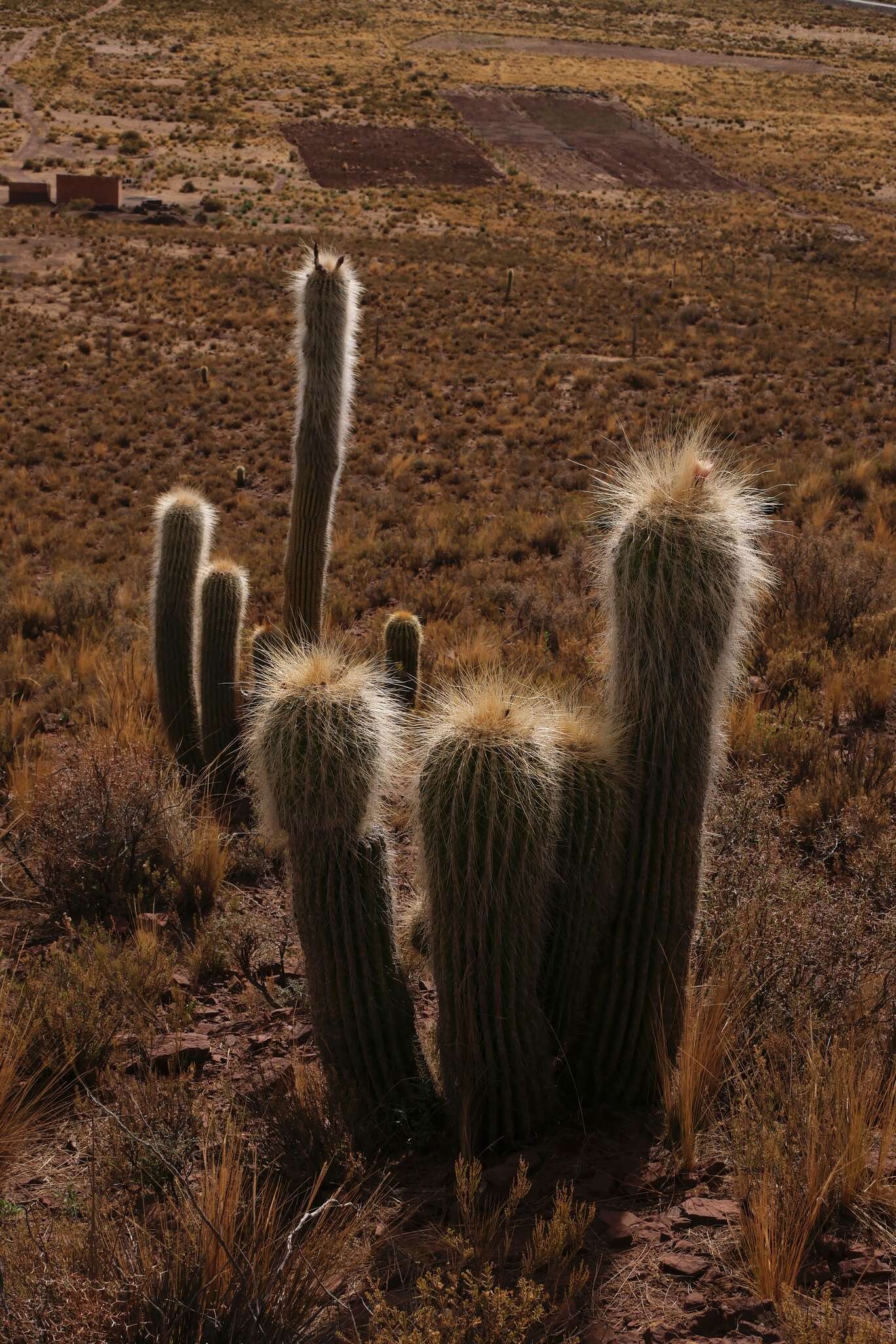 Imagem de Echinopsis tarijensis subsp. bertramiana (Backeb.) M. Lowry