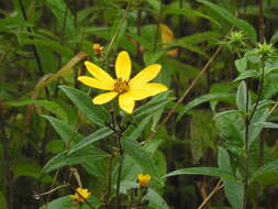 Image of Pale-Leaf Woodland Sunflower