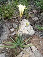 Freesia corymbosa (Burm. fil.) N. E. Br. resmi