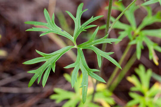 Image of Rocky Mountain larkspur