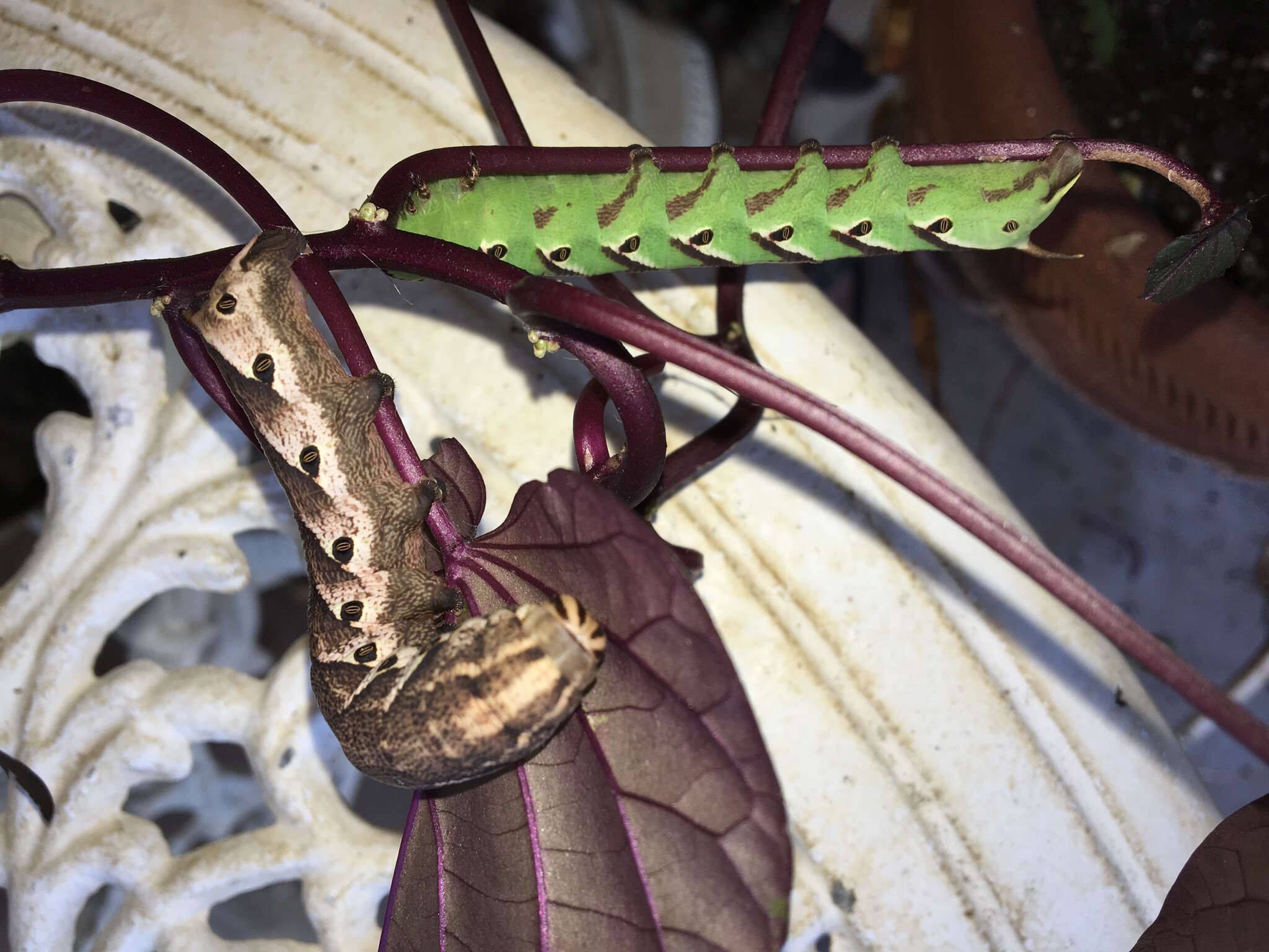 Image of Pink-spotted Hawkmoth