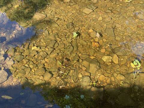 Image of Ludwigia peploides subsp. glabrescens (Kuntze) Raven