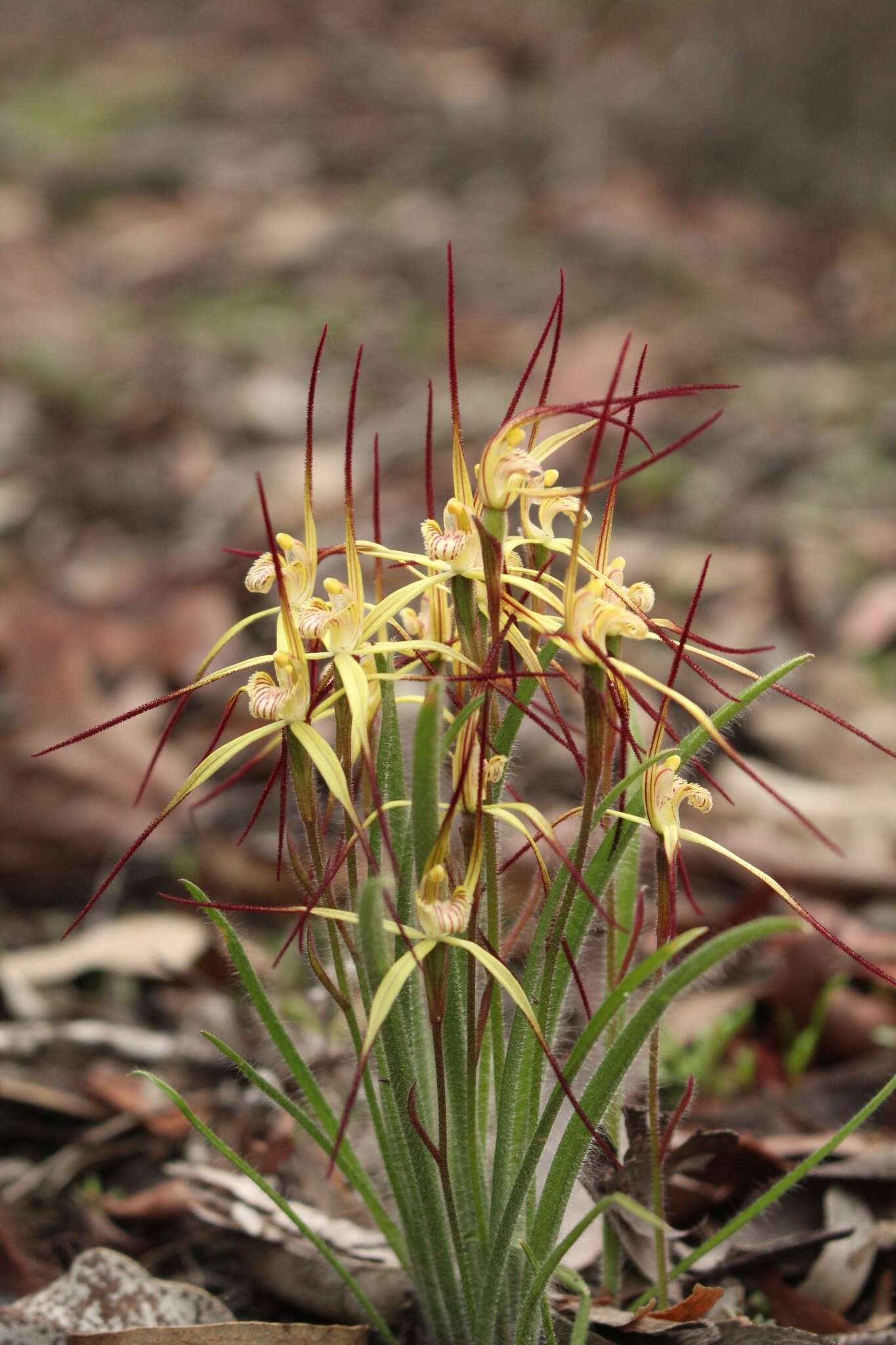 Image de Caladenia xantha Hopper & A. P. Br.