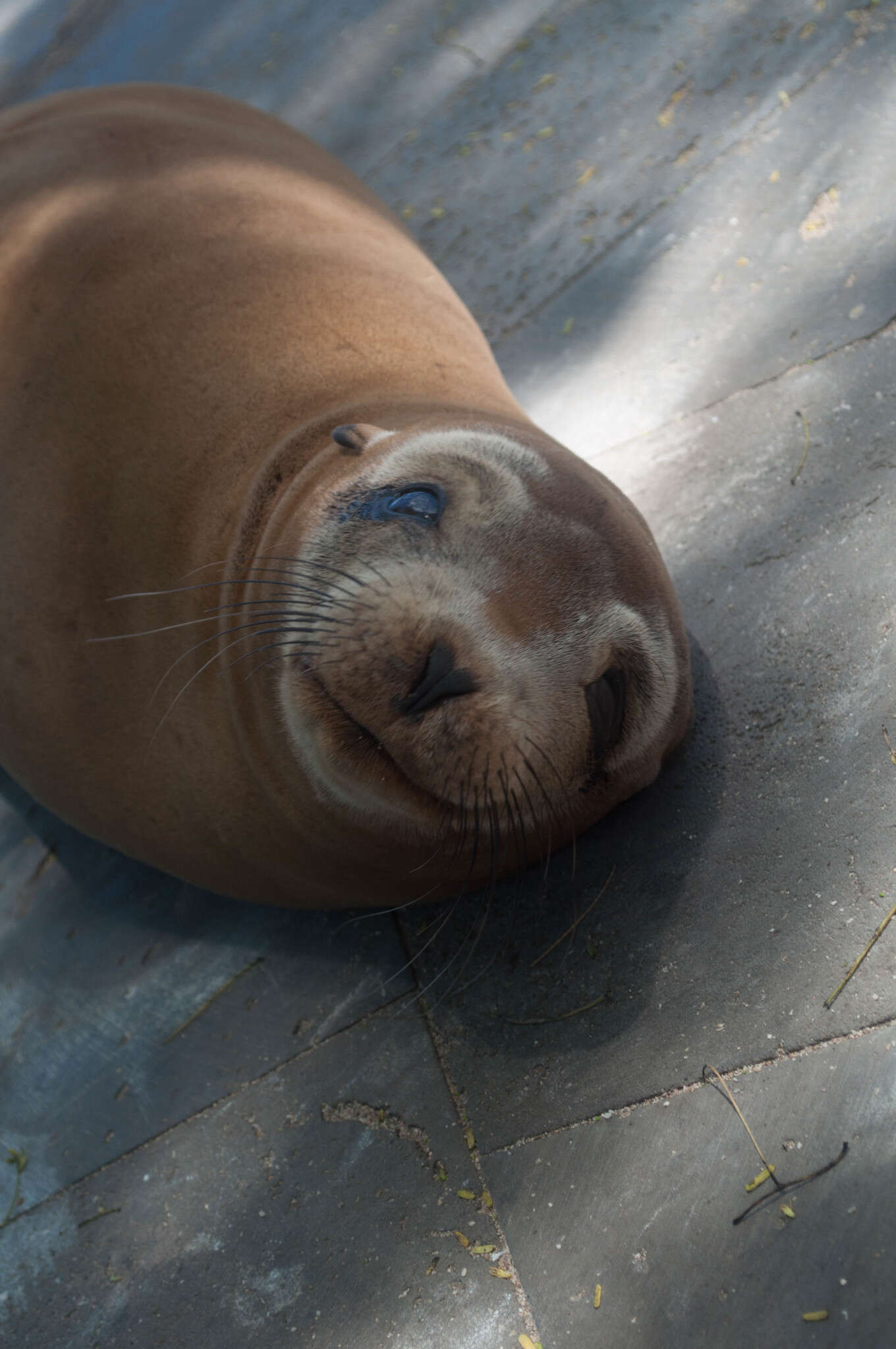 Image of Sea Lion