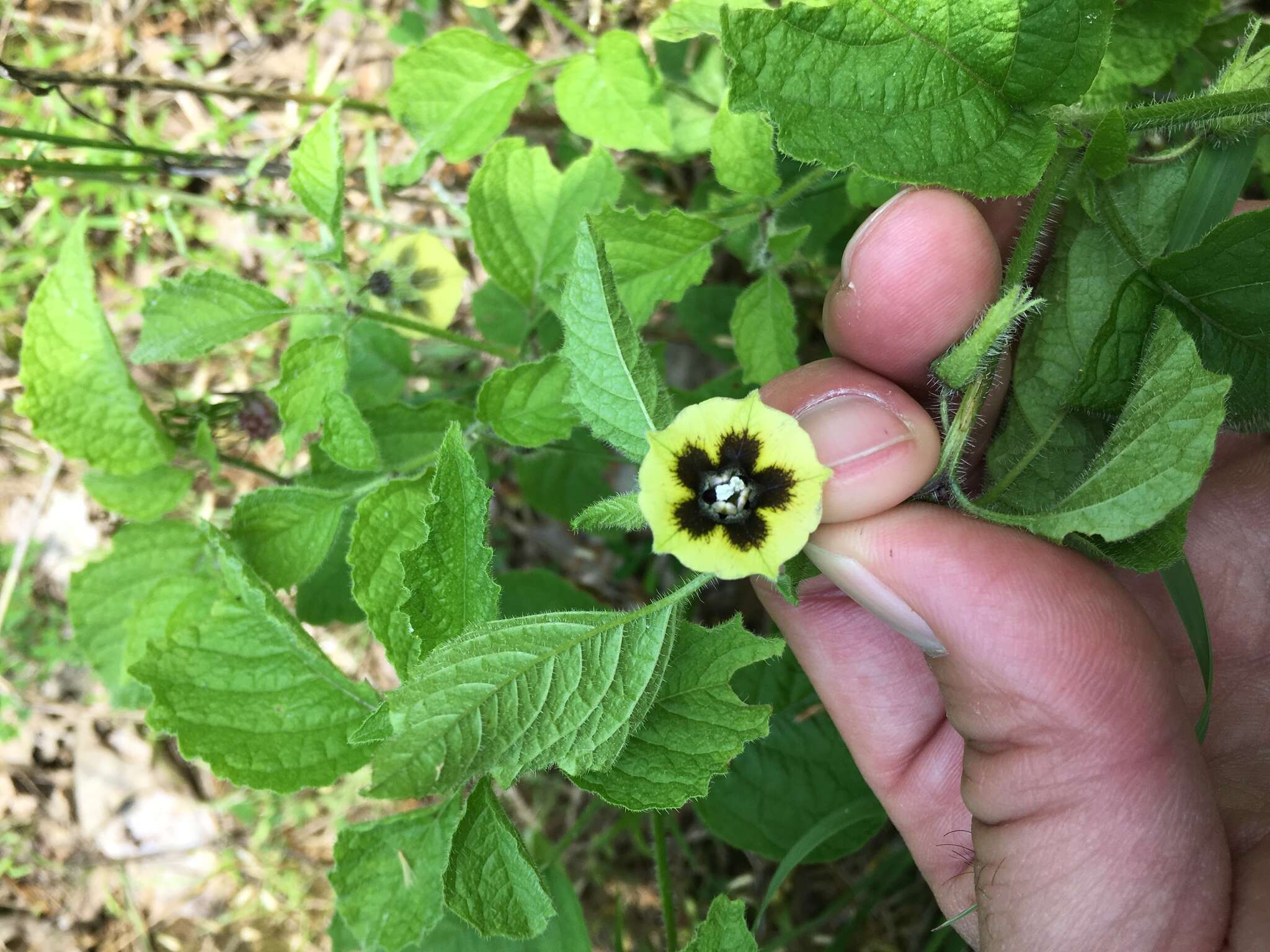 Imagem de Physalis heterophylla Nees