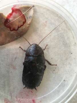 Image of Florida Woods Cockroach