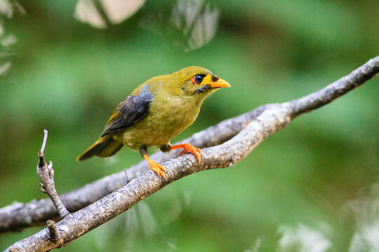 Image of Bell Miner