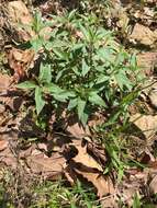 Monarda fistulosa var. stipitatoglandulosa (Waterf.) resmi