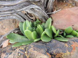 Image of Tylecodon ventricosus (Burm. fil.) H. Tölken