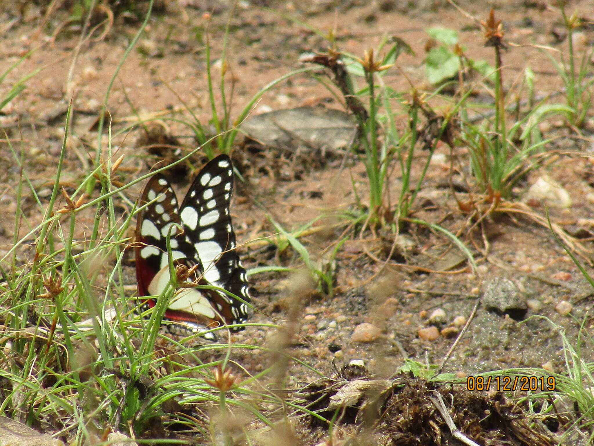 Image de Graphium morania (Angas 1849)