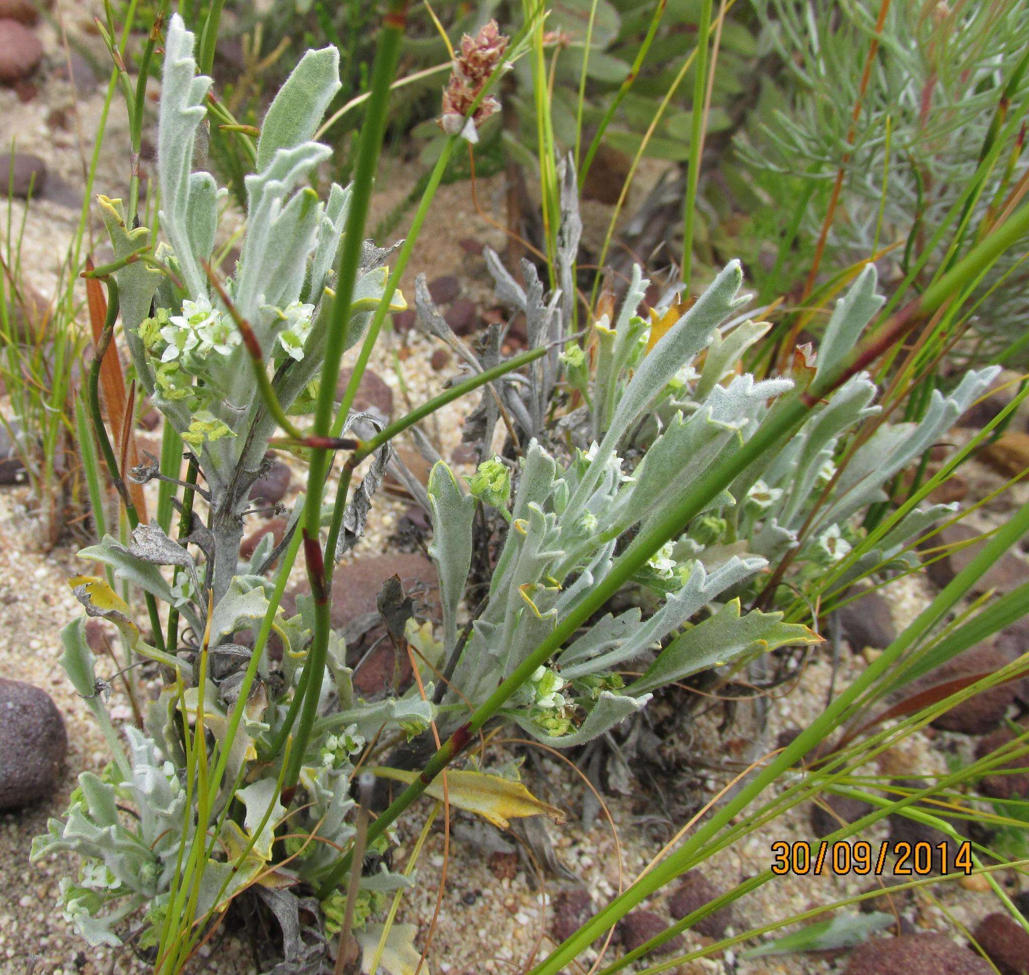 Image of Centella annua