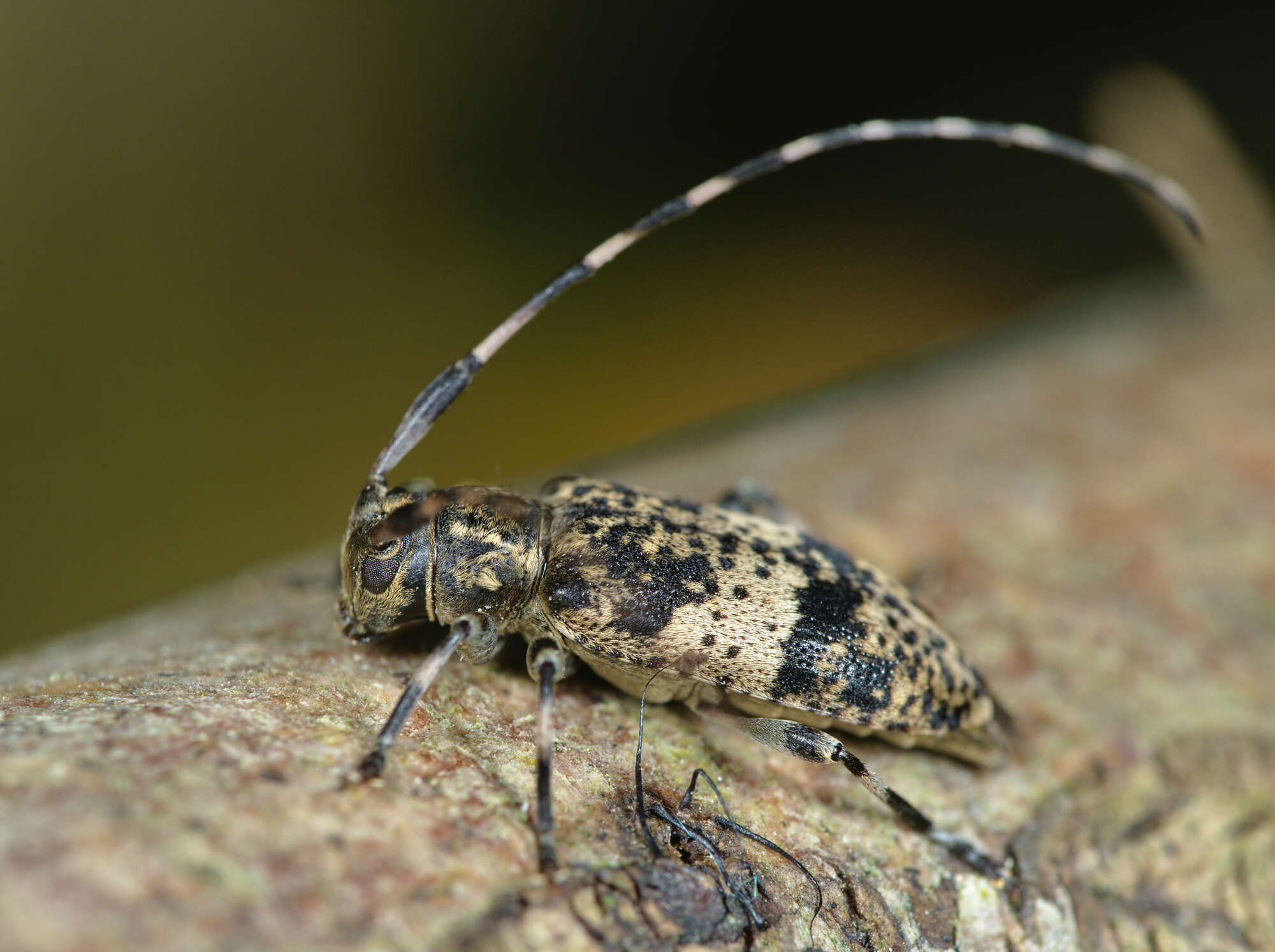 Image of Leiopus linnei Wallin, Nýlander & Kvamme 2009