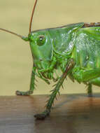 Image of Great green bushcricket