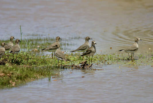 Image de Pluvier oriental