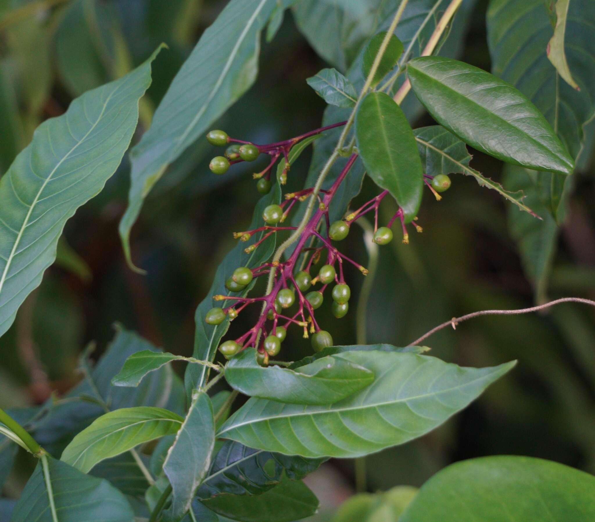 Plancia ëd Palicourea crocea (Sw.) Schult.