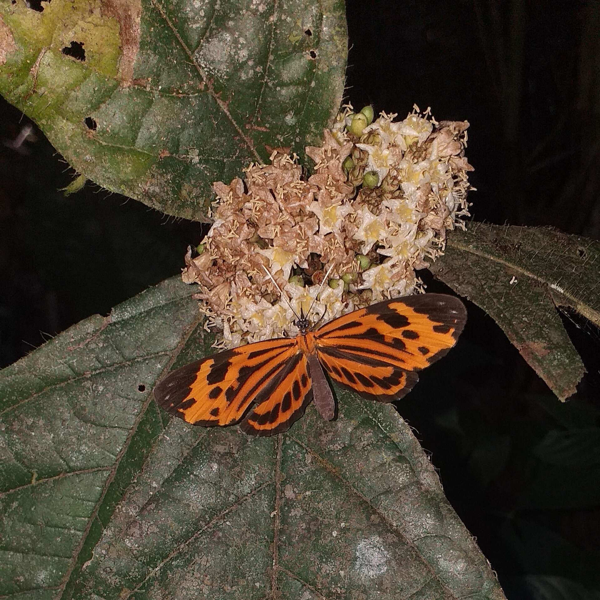 Stalachtis calliope (Linnaeus 1758) resmi