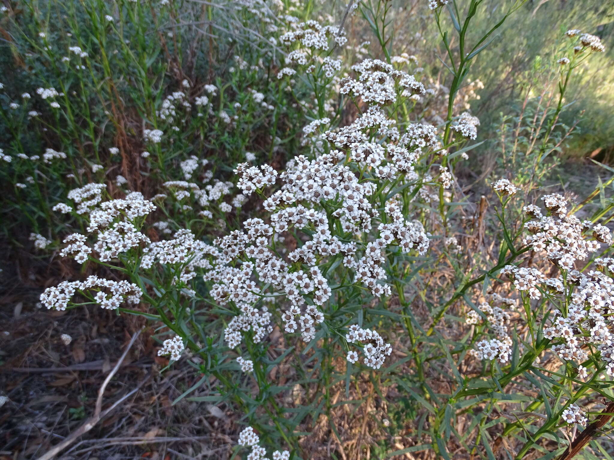 Image of Ixodia achillaeoides subsp. alata