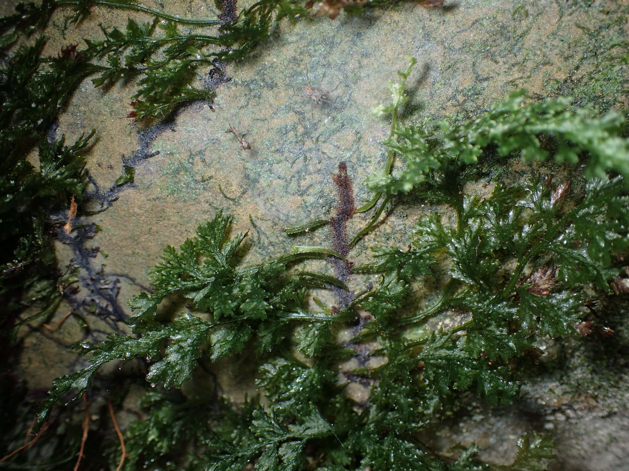 Image of Appalachian Fern