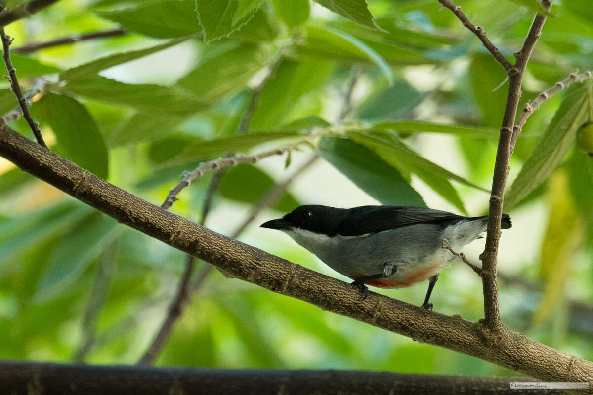 Image of Red-keeled Flowerpecker