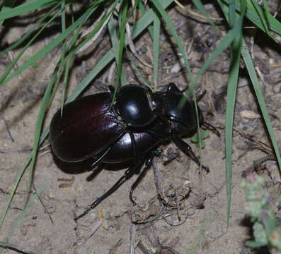 Image of Stenomorpha (Stenomorpha) convexa (Le Conte 1859)