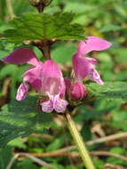 Image of spotted dead-nettle