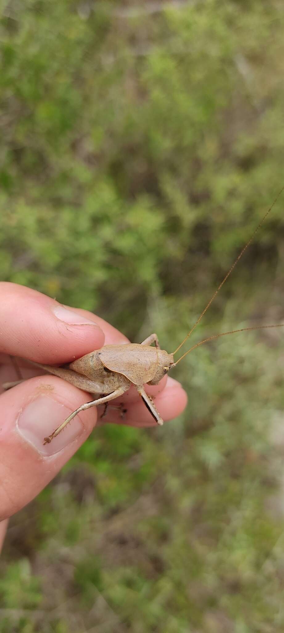 Image of Thyreonotus corsicus Rambur 1838