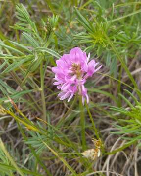 Image of Astragalus versicolor Pall.