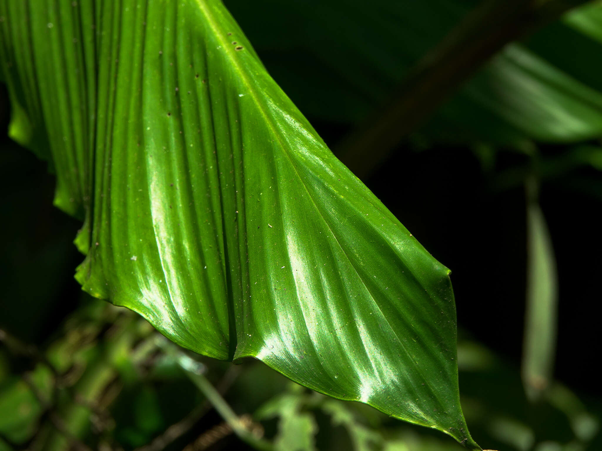 Imagem de Larsenianthus careyanus (Benth. & Hook. fil.) W. J. Kress & Mood