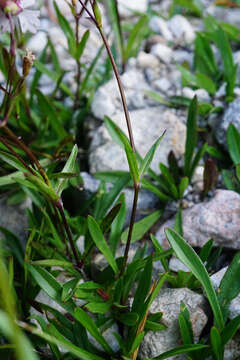 Image of Heliosperma alpestre (Jacq.) Griseb.