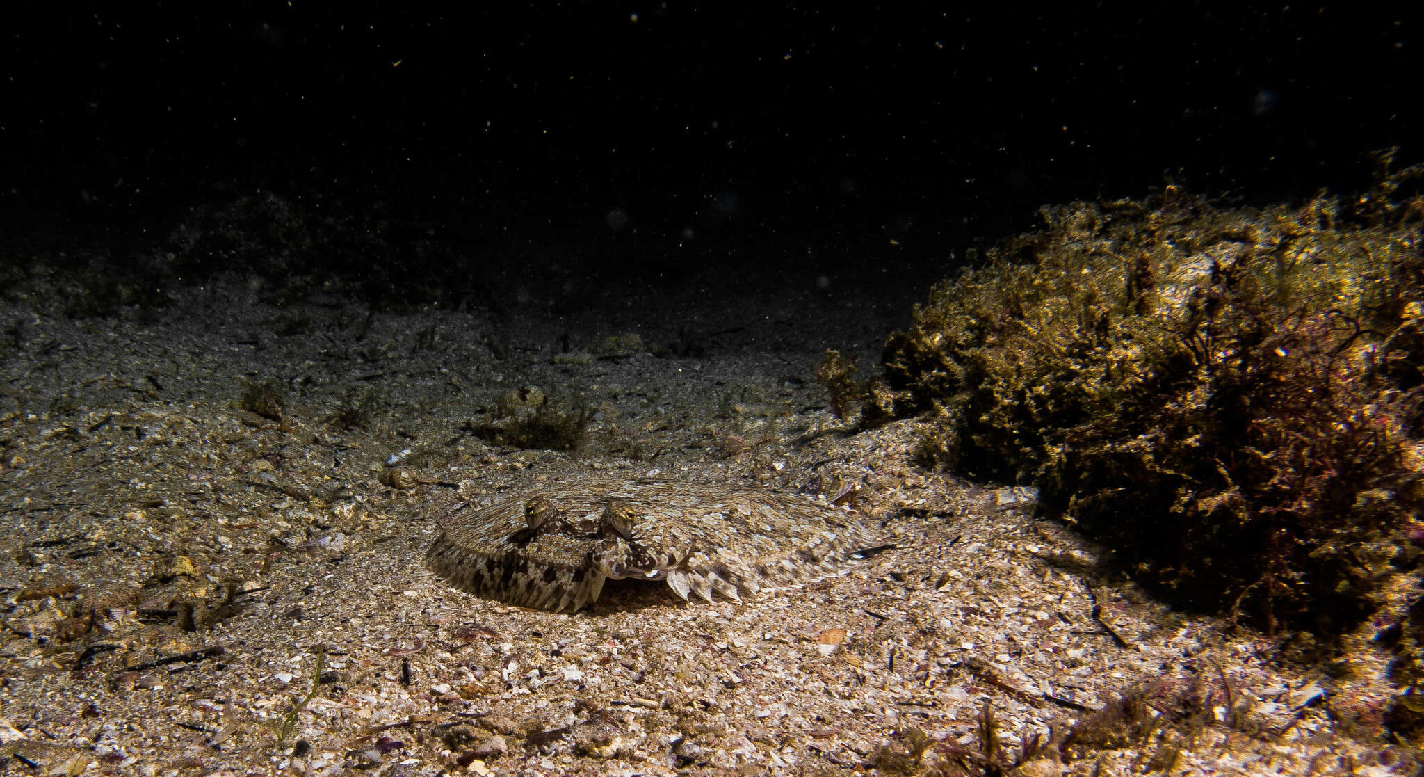 Image of Eyed Flounder