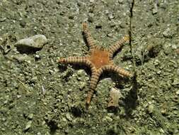 Image of Double Sea Star