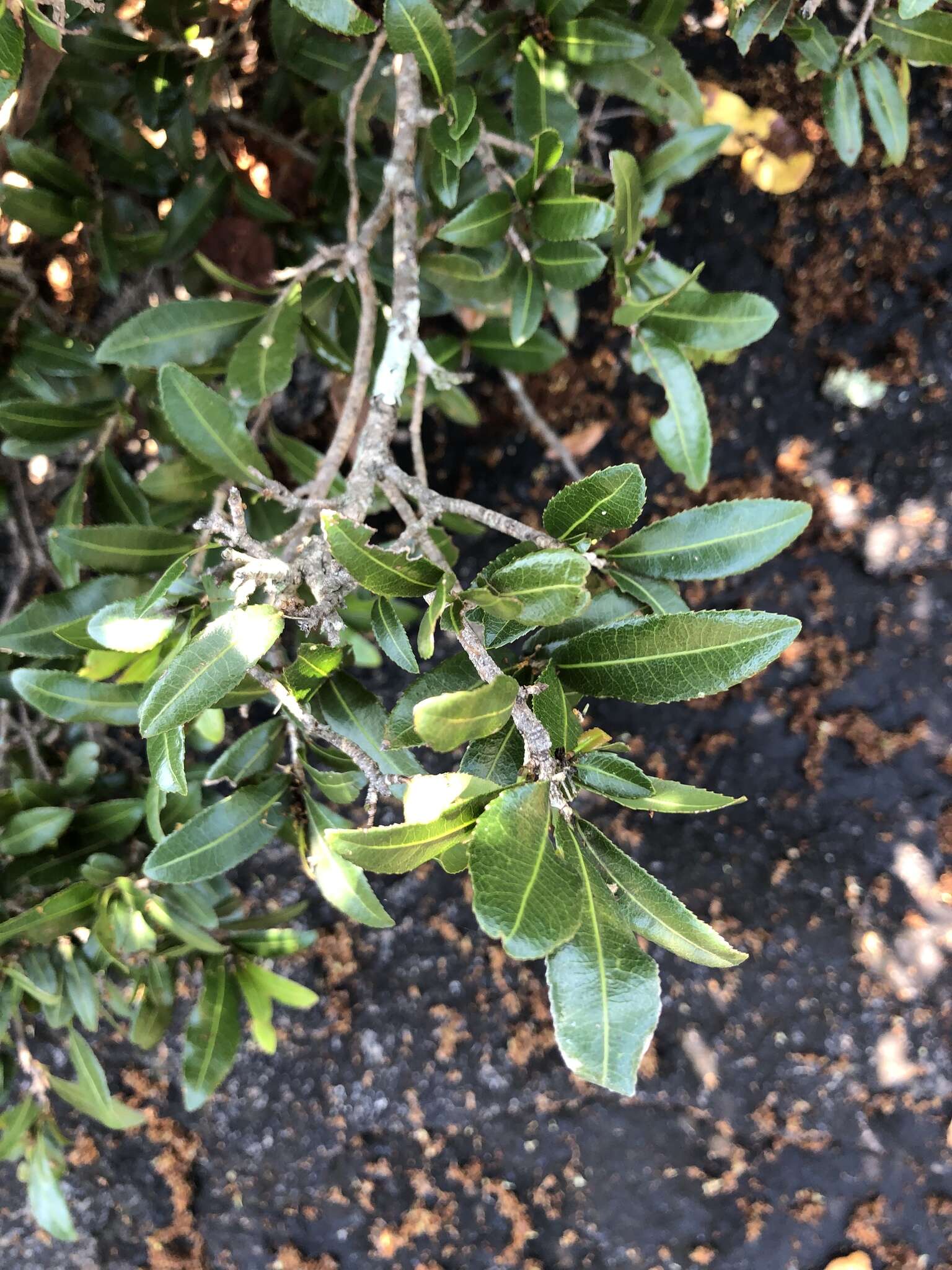 Plancia ëd Ochna serrulata (Hochst.) Walp.