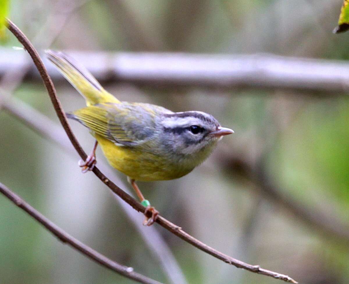 Image of Three-banded Warbler