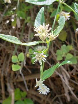 Image of Alternanthera echinocephala (Hook. fil.) Christopherson