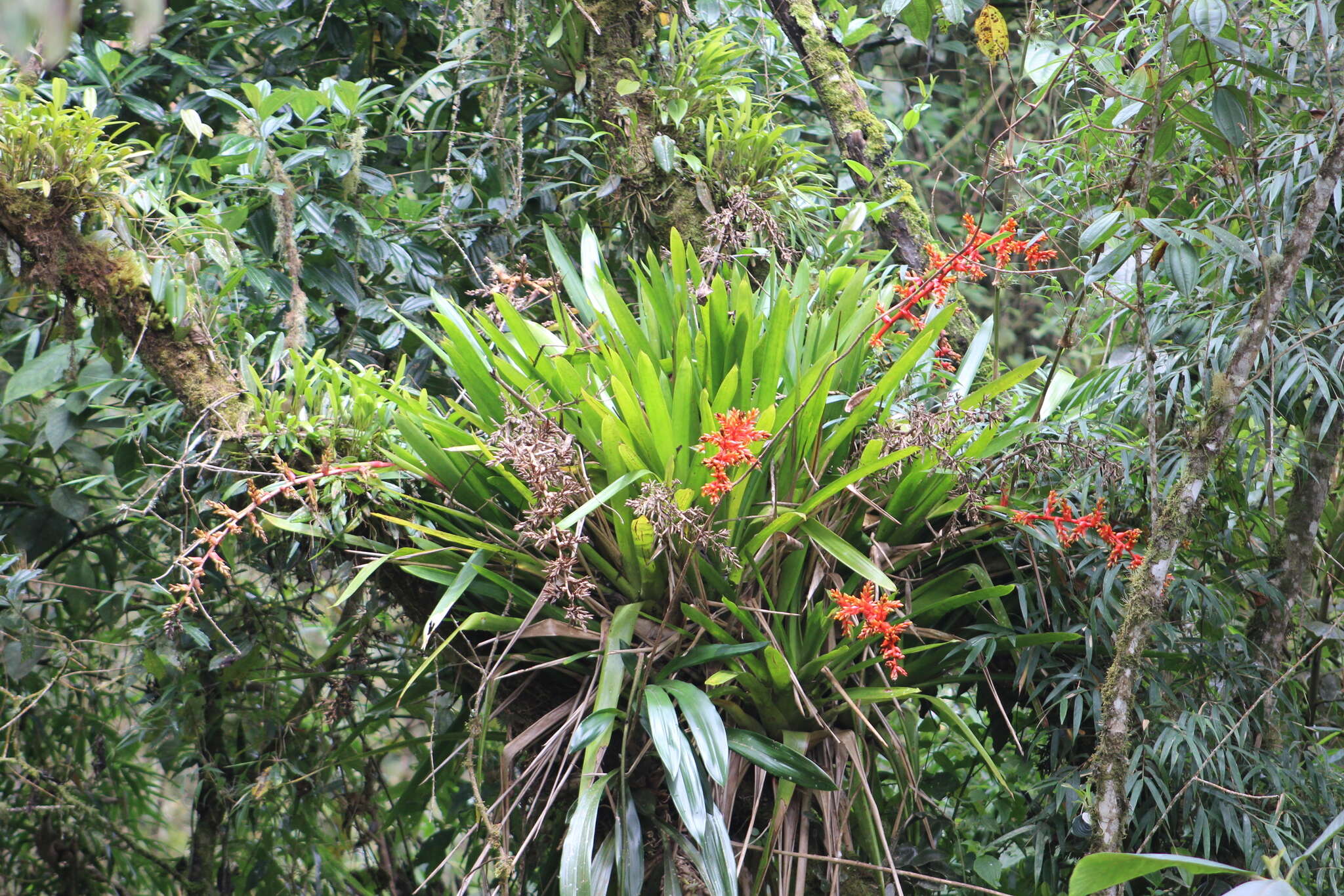 Image of Guzmania multiflora (André) André ex Mez