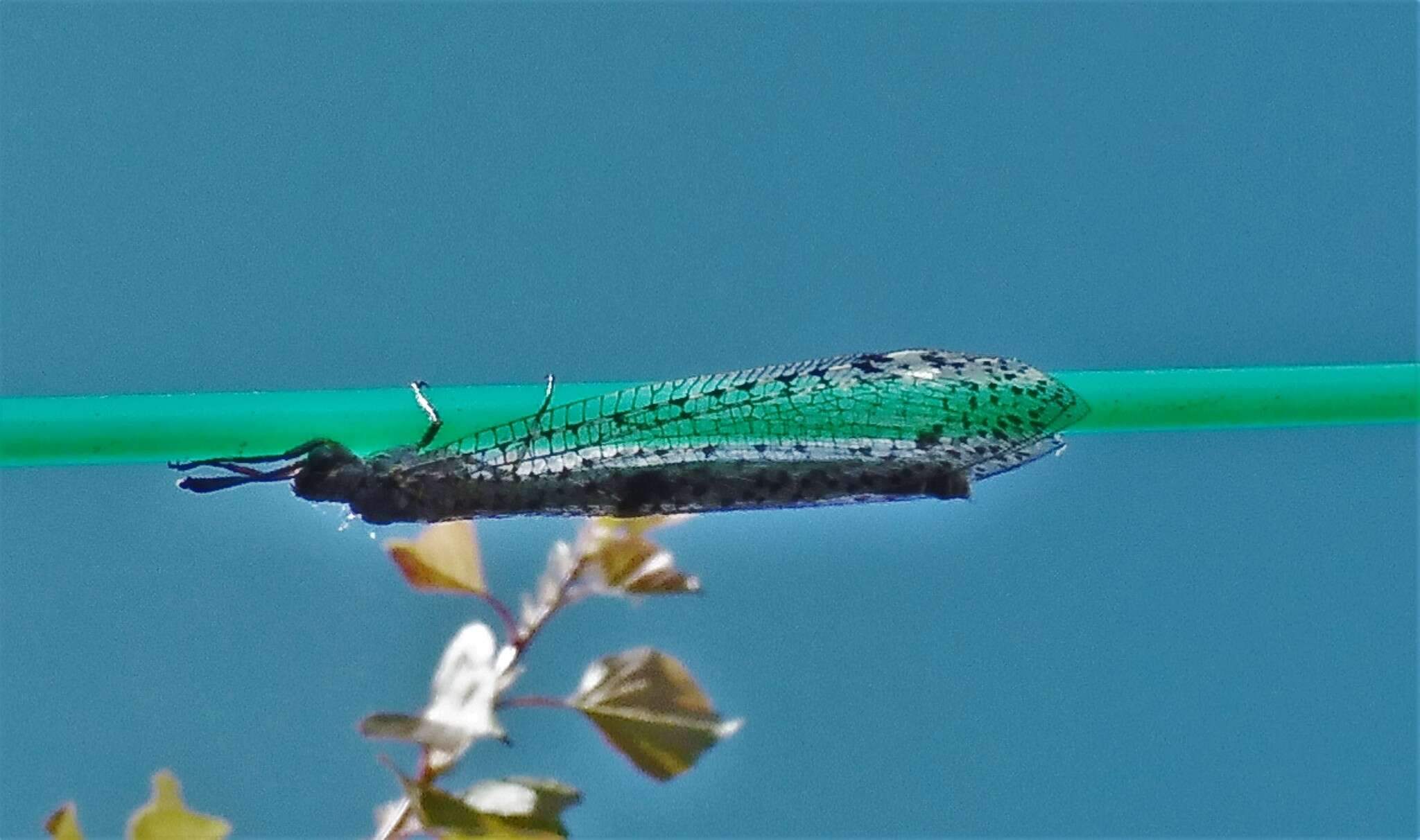 Image of New Zealand antlion